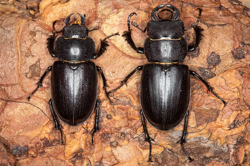 Cottonwood Stag Beetle