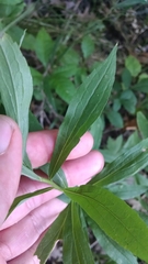 Rhopalomyia anthophila