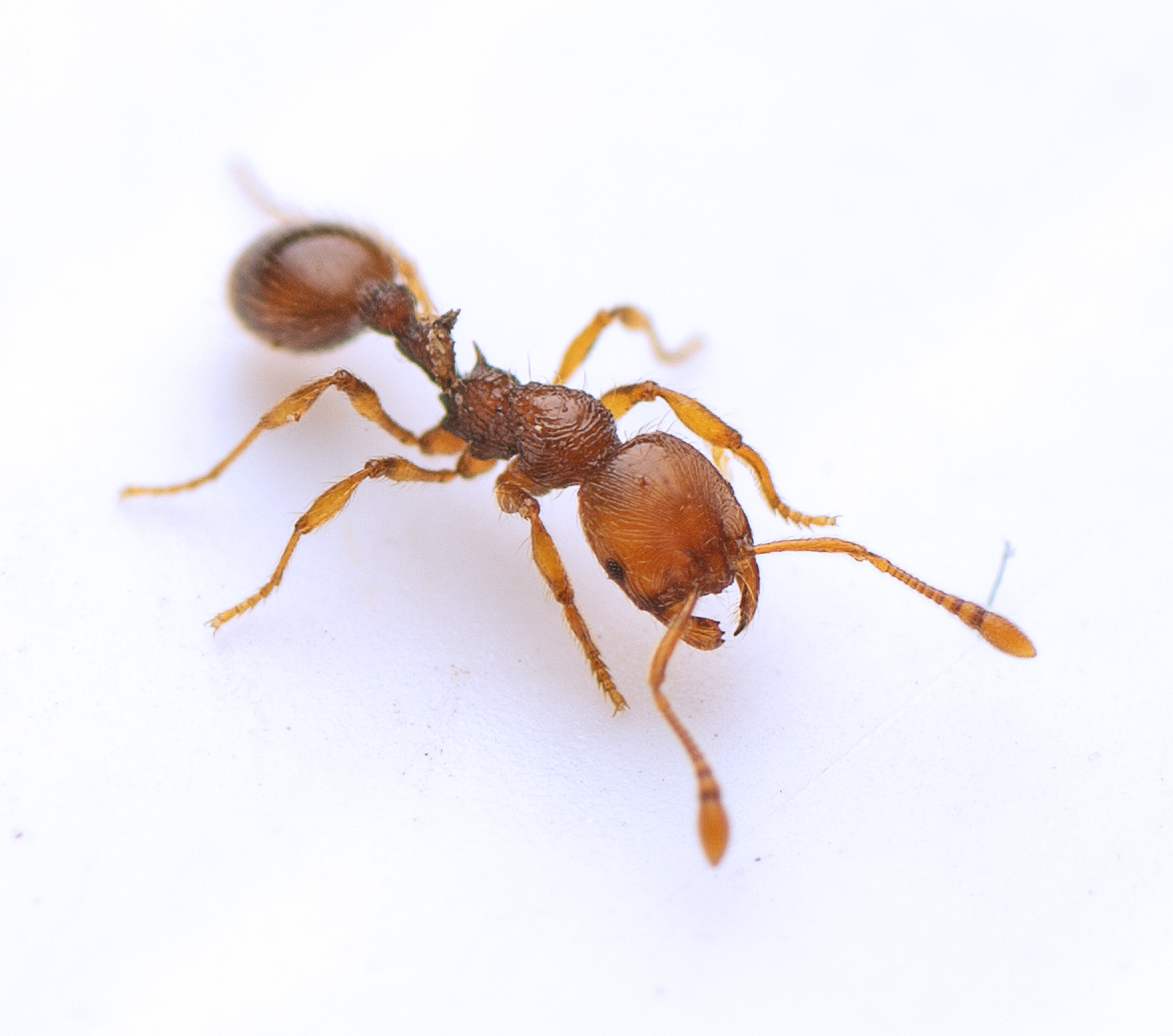 Chelaner sculpturatus