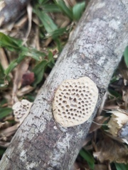 Hexagonia vesparia