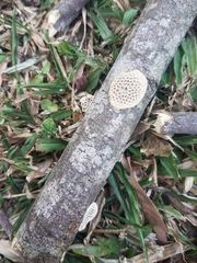 Hexagonia vesparia