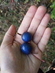 Elaeocarpus angustifolius