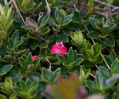 Disterigma empetrifolium