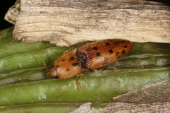 Conoderus apiatus