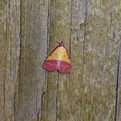 Phytometra rhodarialis