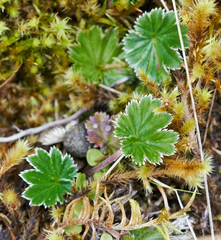 Alchemilla orbiculata