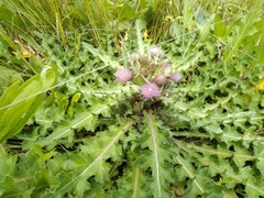 Cirsium acaule esculentum