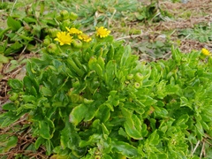 Senecio sterquilinus