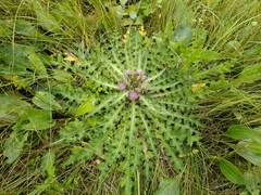 Cirsium acaule esculentum