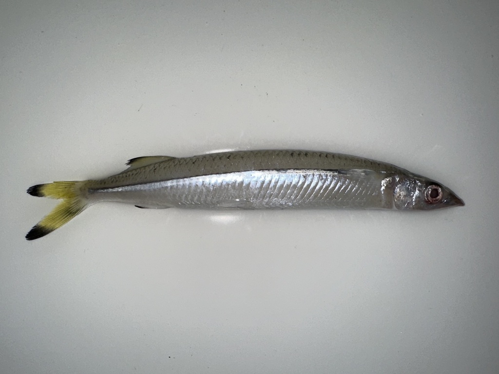 Philippine snubnose mojarra (Melapedalion breve) — Hemiramphidae