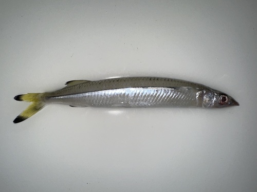 Philippine snubnose mojarra (Melapedalion breve) — Hemiramphidae