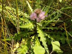Cirsium acaule esculentum
