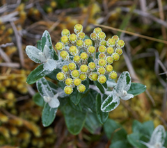 Monticalia andicola