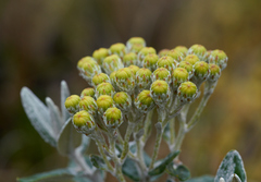 Monticalia andicola