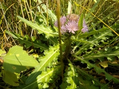 Cirsium acaule esculentum