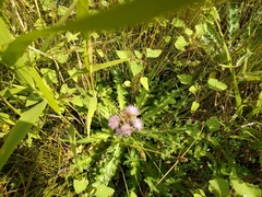 Cirsium acaule esculentum