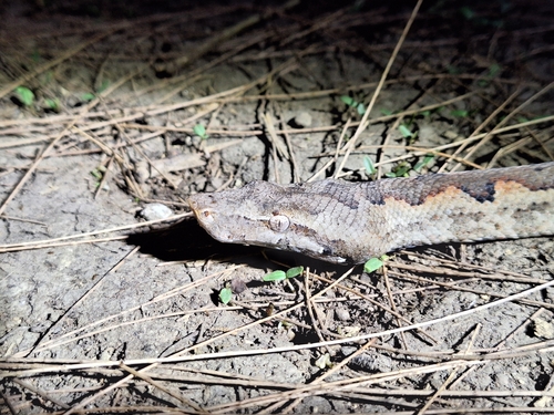 Bibron's Bevel-nosed Boa