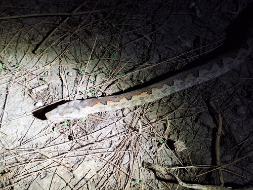 Bibron's Bevel-nosed Boa