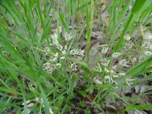 Image of Allium drummondii by (c) Nathan May, some rights reserved (CC BY)