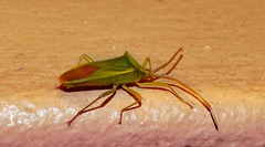 Homoeocerus