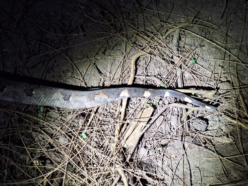 Bibron's Bevel-nosed Boa