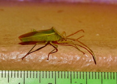 Homoeocerus