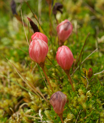 Gentianella rupicola