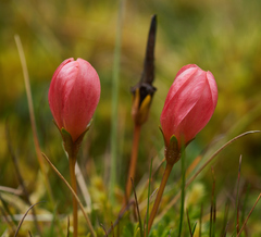 Gentianella rupicola