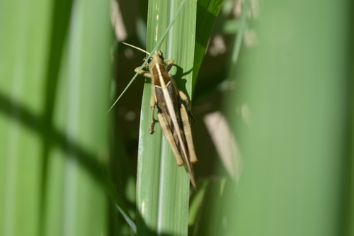 Tree Locusts