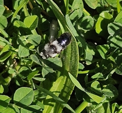 Ashy Mining Bee