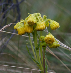 Senecio chionogeton