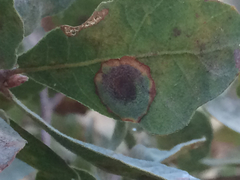 Andricus pattersonae