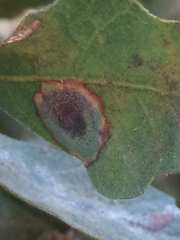 Andricus pattersonae