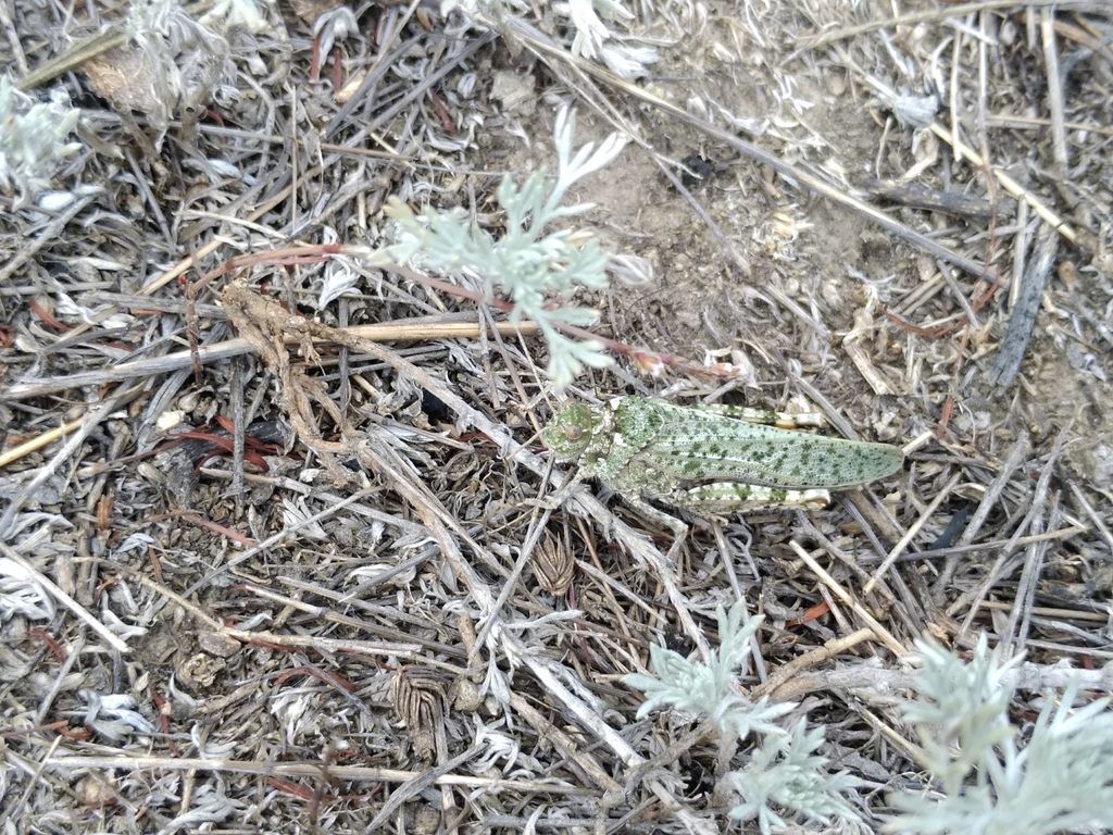Angaracris barabensis from 070000, Kazakhstan on August 23, 2019 at 12: ...