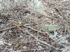 Angaracris barabensis