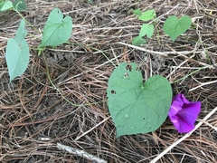 Ipomoea purpurea