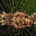 Walckenaer's Trashline Orbweaver - Photo (c) Judy Gallagher, some rights reserved (CC BY), uploaded by Judy Gallagher