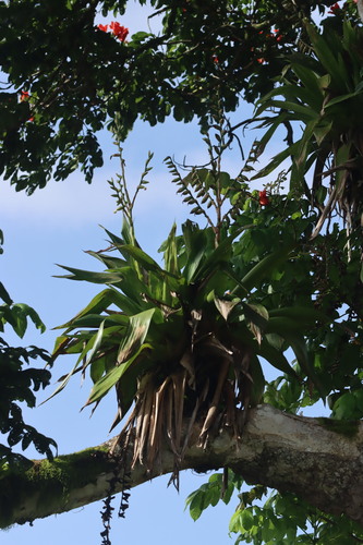 Foto de Bromélia-gigante