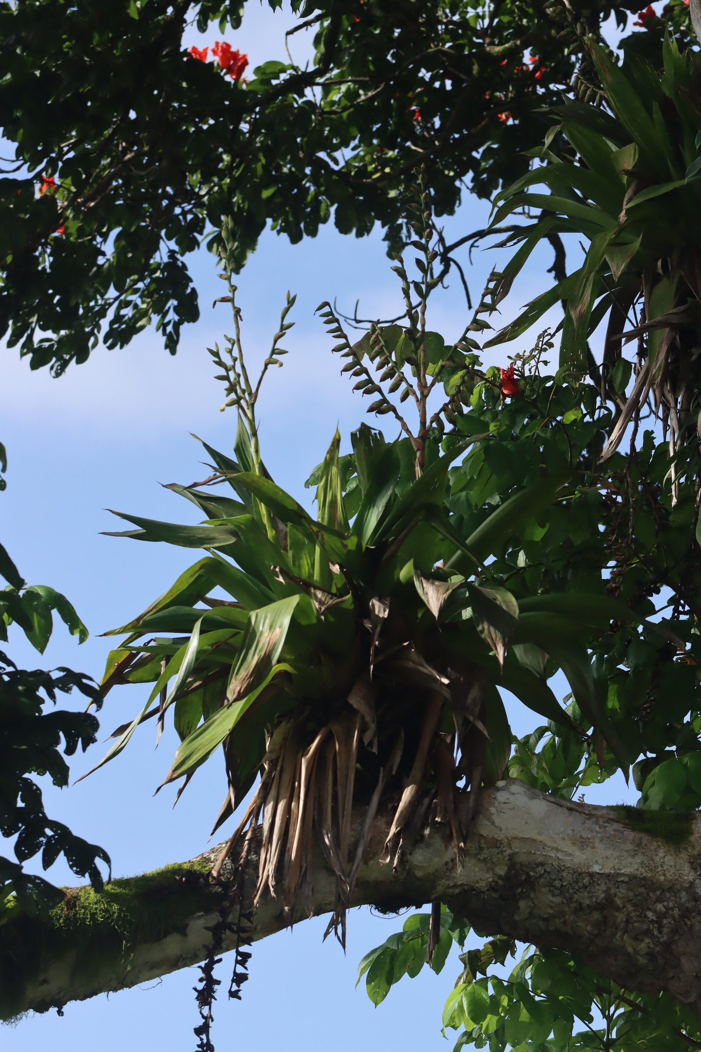 Imagem de Bromélia-gigante