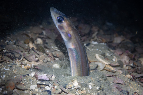 Gnathophis observed 2025-04-27