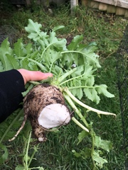 Brassica napobrassica