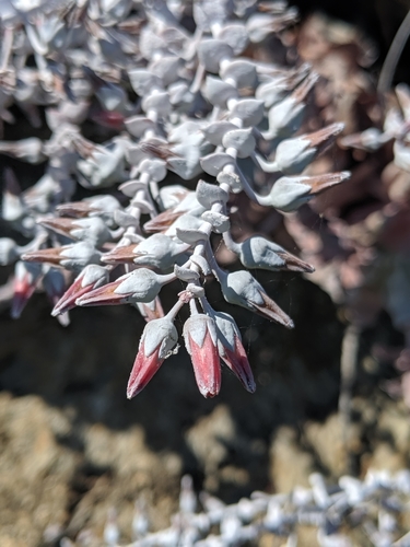 Dudleya pulverulenta