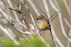 Stipiturus malachurus