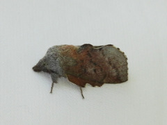 Phyllodesma americana