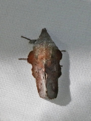 Phyllodesma americana