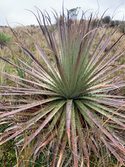 Puya hamata
