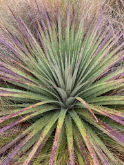 Puya clava-herculis