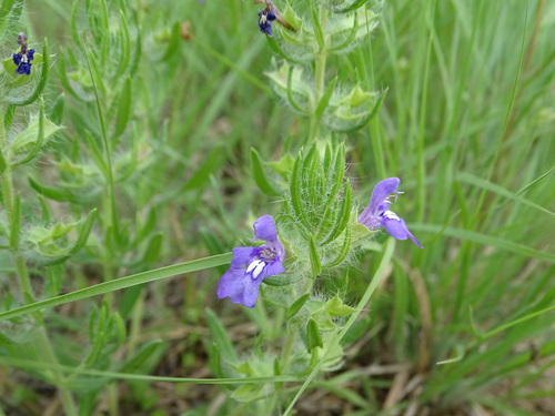 Image of Salvia texana by (c) Nathan May, some rights reserved (CC BY)