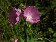 Sidalcea neomexicana