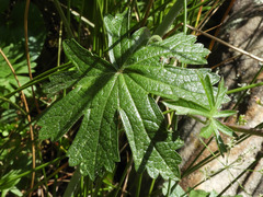 Sidalcea neomexicana